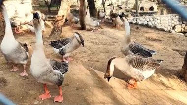 Hayvanat bahçesinde uzun boyunlu orman kazları dolaşıyor.