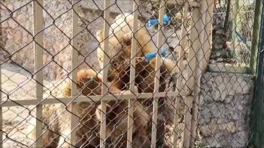 Hayvanat bahçesi duvarında iki büyük tüylü kahverengi ayı oturuyor.