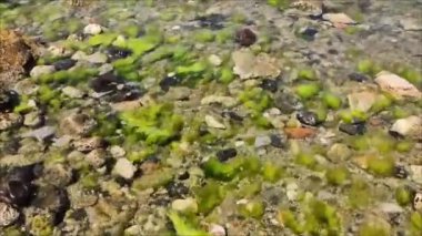 Deniz yosunları berrak sularda kayaların arasında