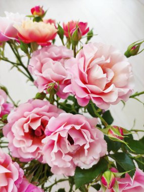 Açık arkaplanda pembe ve turuncu güllerden oluşan güzel bir buket.