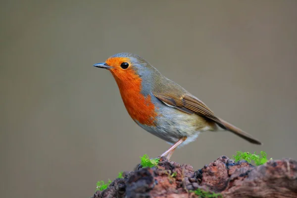 Robin Pták Přírodě Krásným Rozmazané Pozadí — Stock fotografie