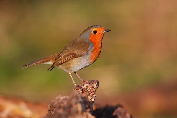 Güzel Bulanık Bir Geçmişi Olan Robin Bird — Stok fotoğraf