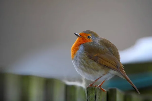 Robin Πουλί Στη Φύση Ένα Όμορφο Θολό Φόντο — Φωτογραφία Αρχείου