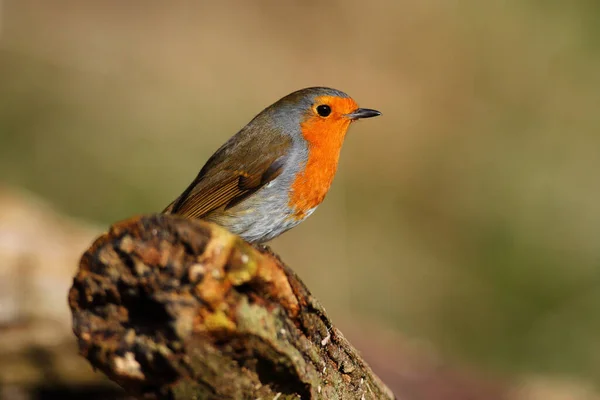 Robin Pták Přírodě Krásným Rozmazané Pozadí — Stock fotografie