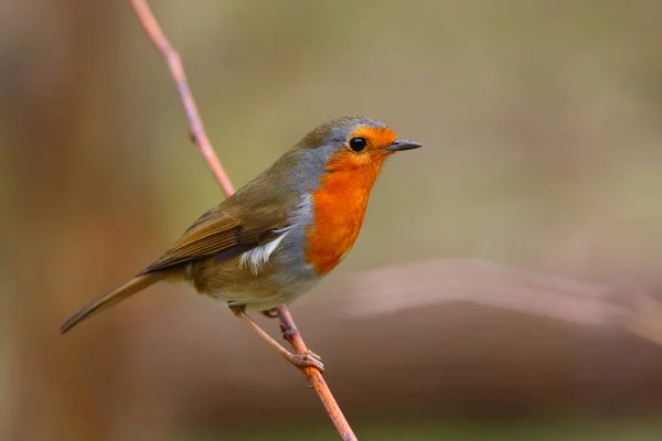 Güzel Bulanık Bir Geçmişi Olan Robin Bird — Stok fotoğraf