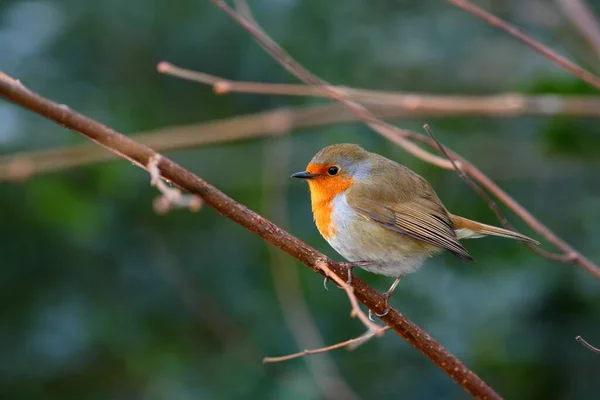 Robin Vogel Natuur Met Een Prachtige Wazige Achtergrond — Stockfoto