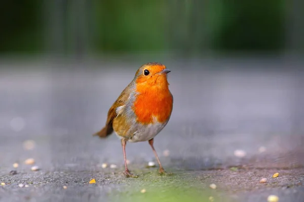 Robin Ptak Przyrodzie Pięknym Rozmytym Tle — Zdjęcie stockowe