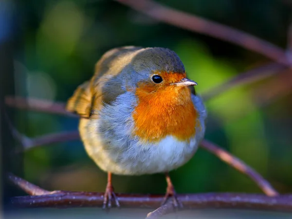 Robin Pássaro Natureza Com Belo Fundo Embaçado — Fotografia de Stock