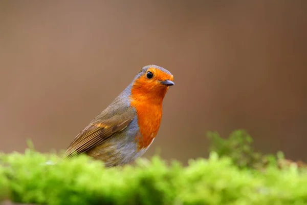 Robin Pták Přírodě Krásným Rozmazané Pozadí — Stock fotografie