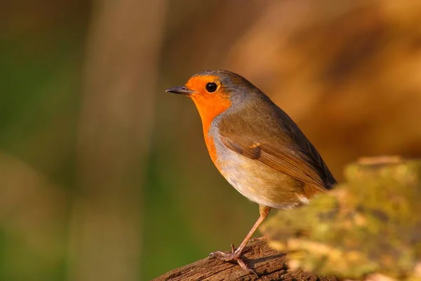 Robin Uccello Natura Con Bellissimo Sfondo Sfocato — Foto Stock