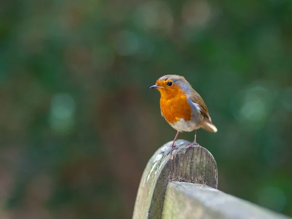 自然の中で美しいぼやけた背景を持つロビン鳥 — ストック写真