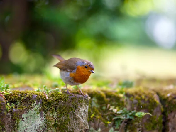 Robin Fågel Naturen Med Vacker Suddig Bakgrund — Stockfoto