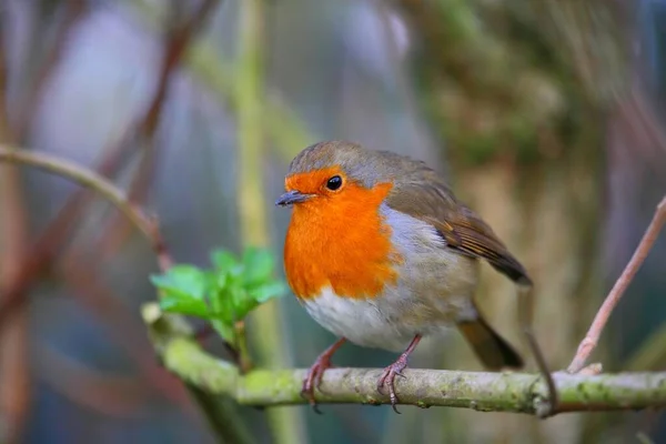 Robin Pták Přírodě Krásným Rozmazané Pozadí Royalty Free Stock Fotografie