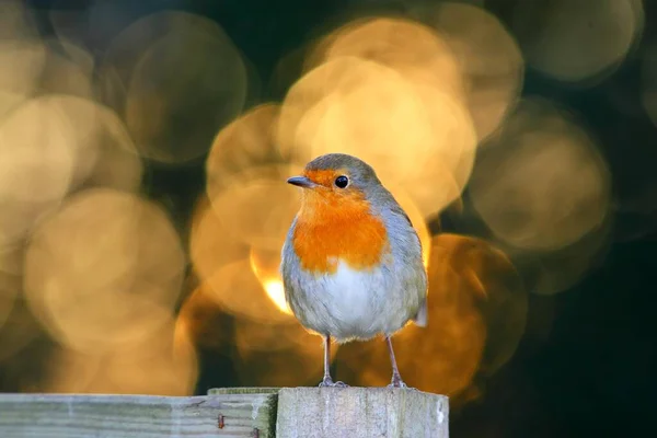 Robin Uccello Natura Con Bellissimo Sfondo Sfocato Foto Stock