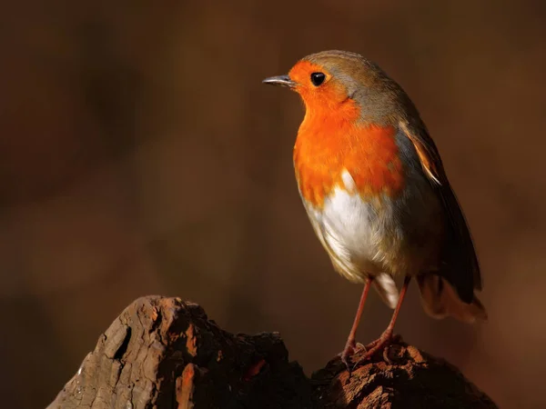 Robin Ptak Przyrodzie Pięknym Rozmytym Tle — Zdjęcie stockowe