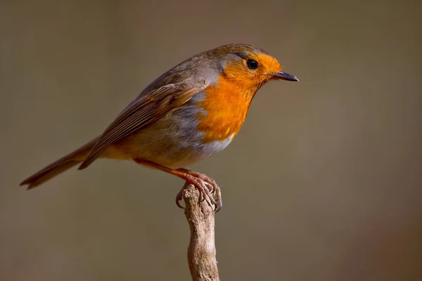 Robin Vogel Natuur Met Een Prachtige Wazige Achtergrond Stockafbeelding