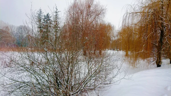 Vista Paisagem Inverno Clareira Floresta Coberta Neve — Fotografia de Stock