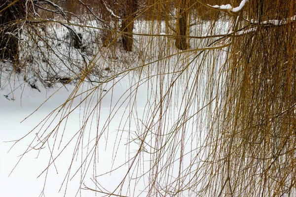 雪に覆われたクリアリングや森林の冬景色 — ストック写真