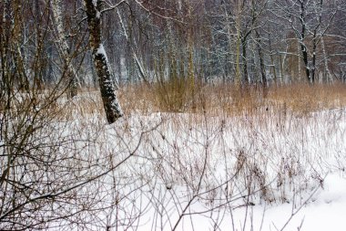 Karla kaplı ormanın ve açıklığın kış manzarası