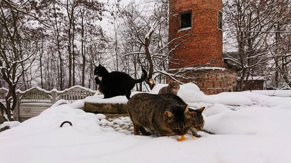 Zimowy Poranek Zbłąkane Koty Jedzą Ryby — Zdjęcie stockowe