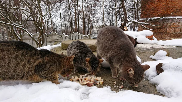Mañana Invierno Los Gatos Callejeros Comen Pescado —  Fotos de Stock