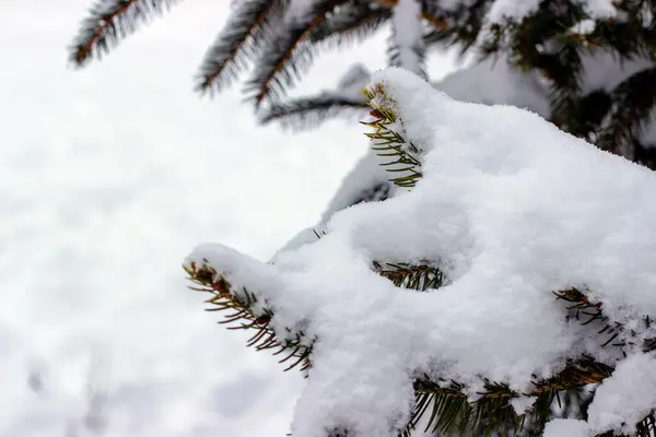 Fichtenzweig Mit Schnee Bedeckt Foto Aus Nächster Nähe — Stockfoto