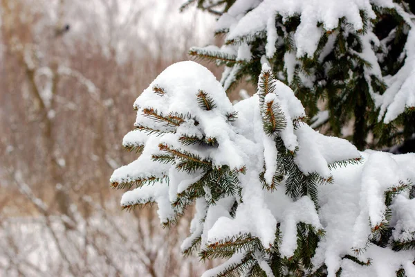 Smrková Větev Pokrytá Sněhovou Fotkou Zblízka — Stock fotografie