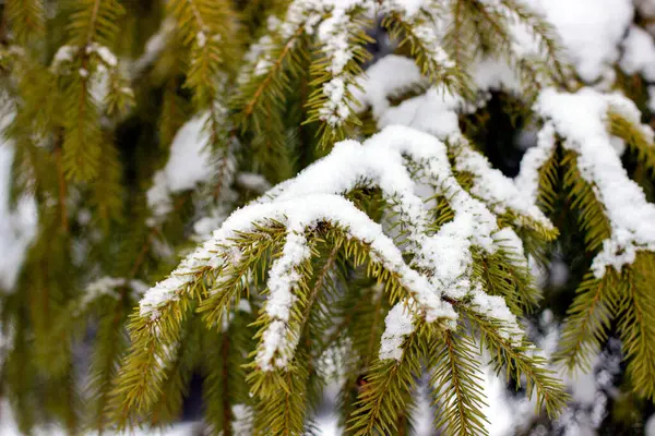 Gałąź Świerkowa Pokryta Śniegiem Zdjęcie Bliskiej Odległości — Zdjęcie stockowe