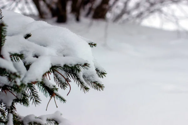 云杉树枝上覆盖着近景雪景 — 图库照片