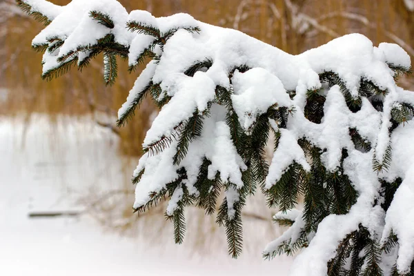 雪に覆われたスプルースの枝近距離からの写真 — ストック写真