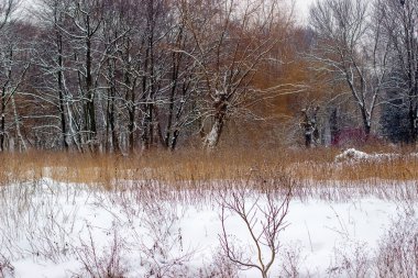 Karla kaplı ormanın ve açıklığın kış manzarası