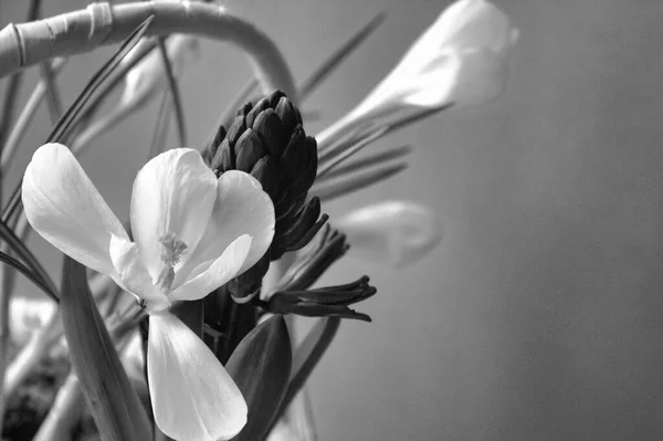 Цветок Белого Крокуса Черно Белым Оттенком — стоковое фото