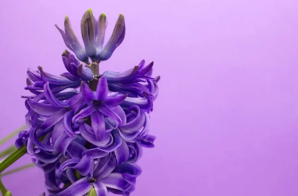 Purple hyacinth flower on purple background with copy space.