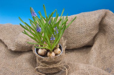 Çuval bezindeki ampullerden çıkan mavi muscari çiçekleri.