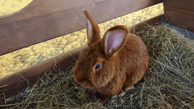 İhtiyatlı, russet tavşanı etrafı kolaçan eder, samanların içine gizlenmiş, arka planda hafif ışıklandırmayla.