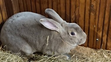 Yumuşak kürklü huzurlu gri bir tavşan, saman dolu ahşap kulübesinde huzur içinde yatıyor..