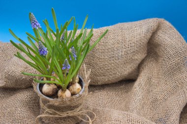 Çuval bezindeki ampullerden çıkan mavi muscari çiçekleri.