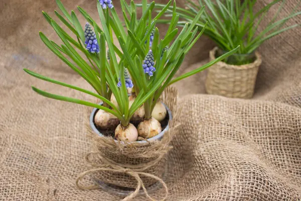 Çuval bezindeki ampullerden çıkan mavi muscari çiçekleri.