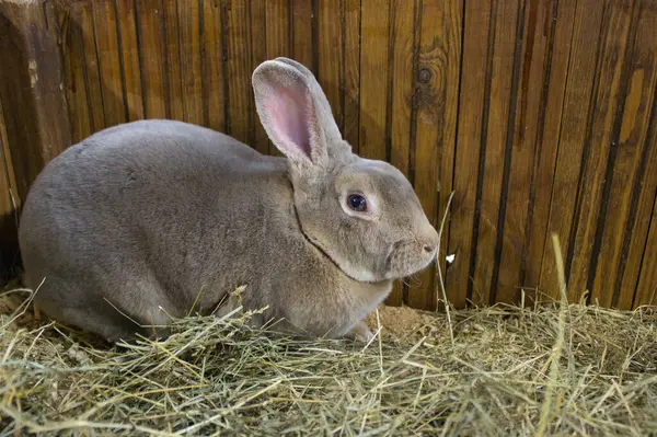 A large grey rabbit with alert ears sits comfortably amidst hay in a rustic wooden enclosure, looking to the side.