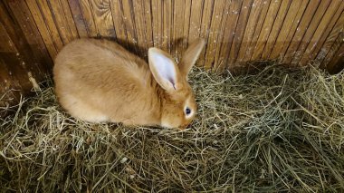 Yumuşak kürklü kahverengi bir tavşan ahşap kaplamasının arasında havucu kemiriyor..