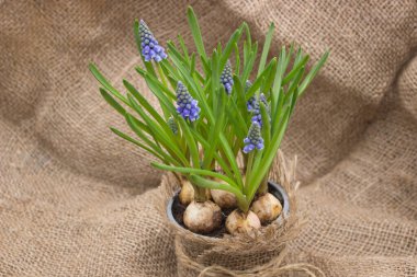 Çuval bezindeki ampullerden çıkan mavi muscari çiçekleri.