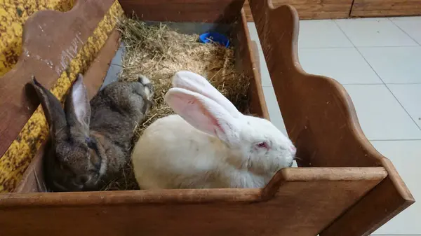 Stock image A white rabbit with tall ears shares its straw-filled hutch with a relaxed grey companion, both enjoying their peaceful environment.