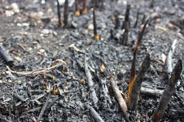 stock image Detailed close-up of charred ground and vegetation remnants after a wildfire