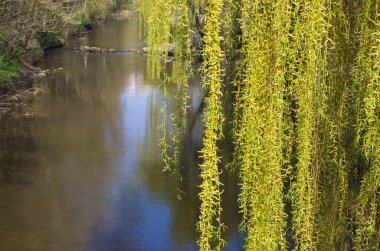 Nehrin üzerinde durgun sularına yansıyan taze yapraklı söğüt dalları var. Bahar manzarası doğayla bir barış ve uyum hissi yaratır..