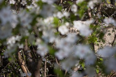 Narin bahar güneşinin aydınlattığı narin kiraz çiçeklerinin yakın plan görüntüsü. Yumuşak beyaz taç yaprakları ve sarı erkek çiçekleri, doğanın güzelliğini vurgulayan huzurlu ve huzurlu bir görüntü oluşturur..