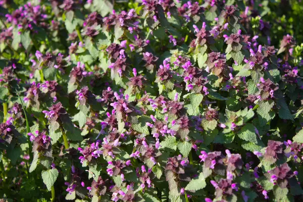 Güneşli bir çayırda açan canlı mor kır çiçekleri kümesi. Taze yeşil yapraklar ve narin mor yapraklar doğadaki ilkbaharın özünü yansıtan güzel bir zıtlık yaratır..