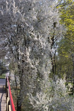 Beyaz çiçeklerle kaplı uzun bir ağaç yemyeşil bir ormanda bir köprünün yanında duruyor. Bahar güneşi, canlı yeşillik ve narin çiçekler arasındaki zıtlığı vurguluyor. Huzurlu bir manzara yaratıyor..