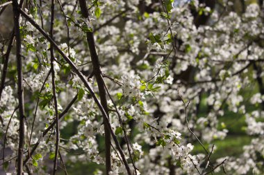 Beyaz çiçeklerle dolu bir kiraz ağacının dalları baharın esansını tam çiçekle yakalıyor. Mevsimle birlikte gelen güzellik ve yenilenmenin mükemmel bir temsili..