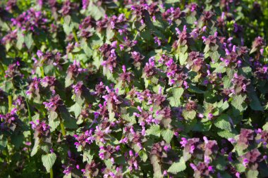 Güneşli bir çayırda açan canlı mor kır çiçekleri kümesi. Taze yeşil yapraklar ve narin mor yapraklar doğadaki ilkbaharın özünü yansıtan güzel bir zıtlık yaratır..