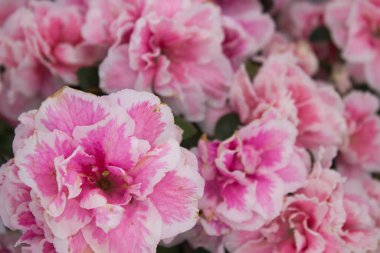 A detailed close-up of pink azalea flowers in full bloom. The vibrant petals showcase intricate patterns and a delicate texture, creating a stunning display of nature's beauty. clipart